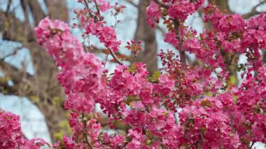 Pembe çiçekleri bir elma ağacına yakın, arka planda bulanıklık var.