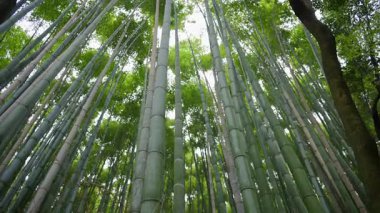 Arashiyama Bambu Ormanı 'ndaki çoklu uzun, yeşil bambu ağaçlarının düşük açılı görüntüsü. Japonya' nın Kyoto şehrinde güneş tepede.