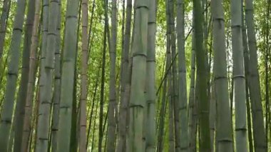 Japonya 'nın Kyoto kentindeki Arashiyama Bambu Ormanı' nda çok sayıda yeşil bambu ağacı var.