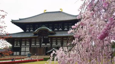 Nara, Japonya - 10 Nisan 2025: Todai-ji Budist Tapınağı 'nda turist yürüyüşü yapan pembe kiraz ağacı