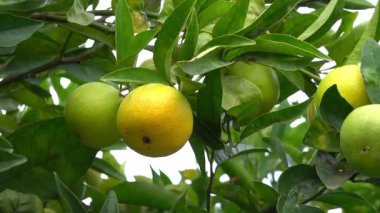 Bir ağaç dalında olgunlaşan yeşil portakallara yakın