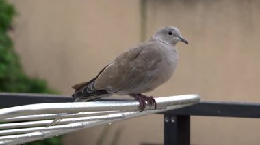 Dışarıdaki elbise askısında oturan güvercine yaklaş.