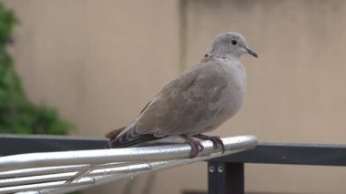 Dışarıdaki elbise askısında oturan güvercine yaklaş.