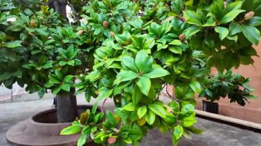 Villefranche-sur-Mer, Fransa - 18 Temmuz 2025: Renkli binalarla kaplı şehrin sokaklarındaki yeşil bir manolya ağacının manzarası