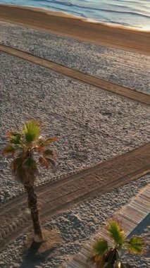 İspanya 'nın Alicante sahilindeki palmiye ağaçlarının gün batımında insansız hava aracı görüntüsü. Dikey