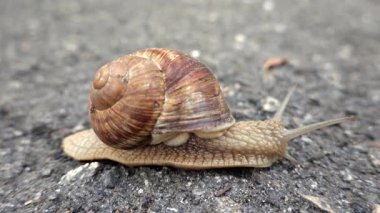 Engebeli kaldırımlarda yürüyen kahverengi bir salyangozun yakın çekimi.