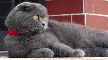 Turuncu gözlü gri bir kedinin ve tuğla bir duvarın kenarında uzanan kırmızı yakalı bir kedinin yakın çekimi.