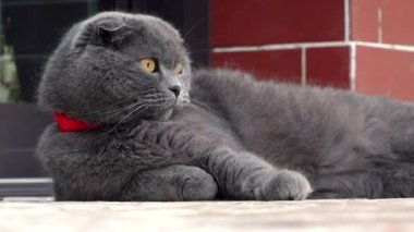 Turuncu gözlü gri bir kedinin ve tuğla bir duvarın kenarında uzanan kırmızı yakalı bir kedinin yakın çekimi.