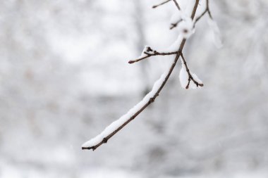 Twig on tree with snow in winter on snowy day.