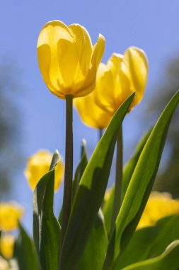 Tulips growing against blue sky in park in spring. Yellow flowers in garden in springtime