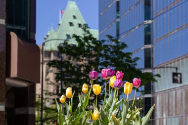 Kanada, Ottawa şehir merkezindeki çiçek tarhında laleler. Şehirde ilkbahar. Arka planda parlamento binası olan Sparks Caddesi.