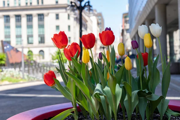 Flower bed with tulips and buildings in background in downtown Ottawa in Canada. Spring in the city.