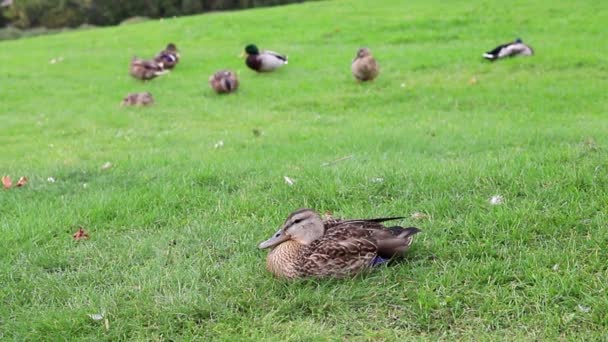 Duck Sitting Green Grass Wild Birds Walking Eating Meadow Park — 비디오