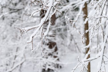 Tree branches covered with snow in park or forest in winter.