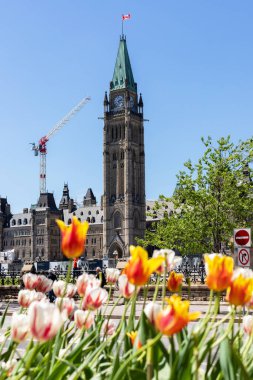 Ottawa, Kanada - 18 Mayıs 2022: Bahar mevsiminde lalelerle parlamento binası
