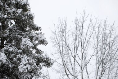 Parktaki ağaçlar kışın karla kaplı. Beyaz gökyüzüne karşı dallar