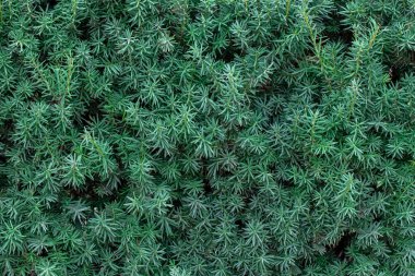 Doğal kozalaklı yeşil çalı dokusu arka plan, açık hava bitkisi