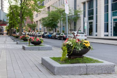Çiçekler Kanada 'nın Ottawa şehir merkezindeki caddede çiçek tarlalarında yetişiyor..