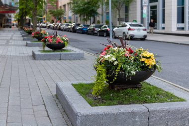 Çiçekler Kanada 'nın Ottawa şehir merkezindeki caddede çiçek tarlalarında yetişiyor..