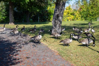 Sonbaharda parkta ağaçtan düşen yabani elmaları yiyen bir Kanada kaz sürüsü..