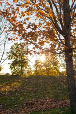 Parkta sonbahar. Ağaçlar ve güneş ışığı ile arka planı sonlandır.