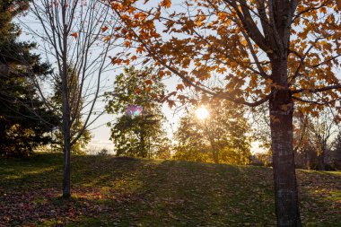 Parkta sonbahar. Ağaçlar ve güneş ışığı ile arka planı sonlandır.
