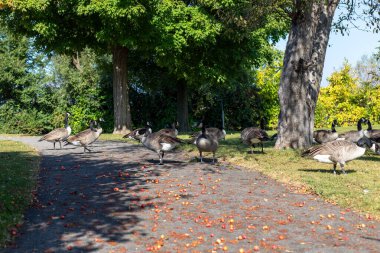 Sonbaharda parkta ağaçtan düşen yabani elmaları yiyen bir Kanada kaz sürüsü..