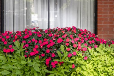 Yazın evin penceresinin yanında çiçekler. Binanın yakınında çiçek açan bitkiler