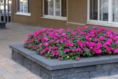 Kaldırımında petunya olan çiçek tarhı. Yazın bina yakınında çiçekler. Sokak dekoru