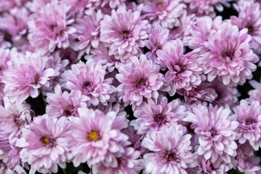 kırmızı kasımpatı çiçekleri yaklaşır.