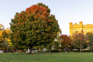 Kanada, Ottawa şehir merkezindeki Major 's Hill Parkı' nda sonbahar mevsiminde ağaç rengi değişiyor.