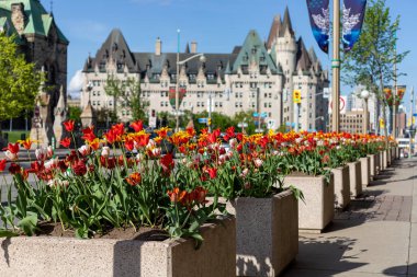 Ottawa, Kanada - 16 Mayıs 2024: İlkbaharda Ottawa şehir merkezindeki laleler. Çiçekli Wellington Caddesi.