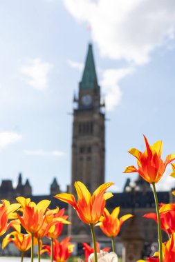 Kanada Parlamentosu ve Ottawa 'da laleler, Kanada Lale Festivali sırasında Mayıs ayında