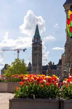 Ottawa, Kanada - 16 Mayıs 2024: Kanada Lale Festivali sırasında Ottawa 'da lalelerle Kanada Parlamentosu