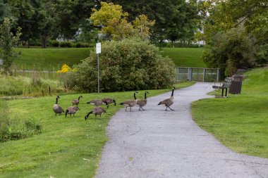 Vahşi Kanada kazları parktan karşıya geçip ot yiyorlar. Patikadan geçen vahşi bir kuş sürüsü. Ottawa 'daki Andrew Haydon Park' ta Kanada kazı