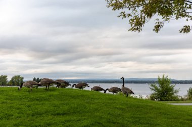 Vahşi Kanada kazları nehir kenarındaki halka açık parkta ot yiyorlar. Vahşi kuş sürüsü. Ottawa 'daki Andrew Haydon Park' ta Kanada kazı.