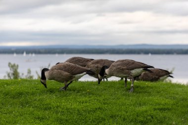 Kanadalı kazlar nehir kenarındaki halka açık parkta ot yiyorlar. Vahşi kuş sürüsü. Ottawa 'daki Andrew Haydon Park' ta Kanada kazı.