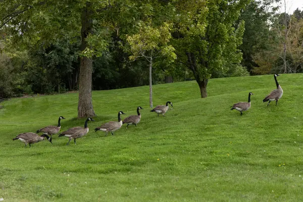 Kamu parkında çimlerde yürüyen vahşi Kanada kazları. Vahşi kuş sürüsü. Ottawa 'daki Andrew Haydon Park' ta Kanada kazı.