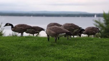 Kanadalı kazlar nehir kenarındaki parktaki çimlerde yemek yiyorlar. Vahşi kuş sürüsü. Ottawa 'daki Andrew Haydon Park' ta Kanada kazı.