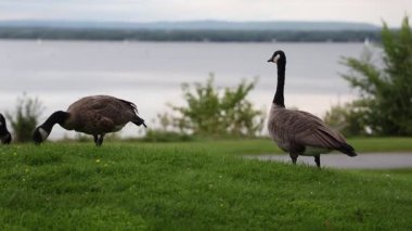 Kanadalı kazlar nehir kenarındaki parktaki çimlerde yemek yiyorlar. Vahşi kuş sürüsü. Ottawa 'daki Andrew Haydon Park' ta Kanada kazı.