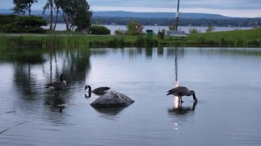 Akşamları nehir kenarındaki parktaki gölette yüzen yabani kazlar. Ottawa 'daki Andrew Haydon Park' ta Kanada kazı.