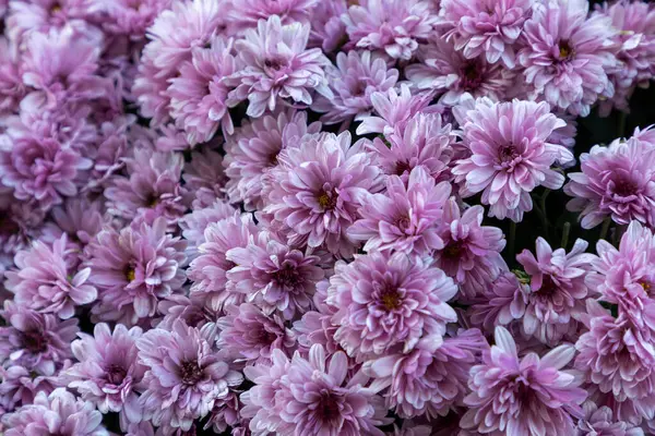 kırmızı kasımpatı çiçekleri yaklaşır.