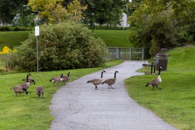 Vahşi Kanada kazları parktan karşıya geçip ot yiyorlar. Patikadan geçen vahşi bir kuş sürüsü. Ottawa 'daki Andrew Haydon Park' ta Kanada kazı