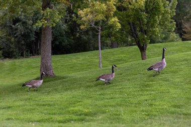 Vahşi Kanada kazları parktaki ağaçların arasında yeşil çimlerde yürüyor.