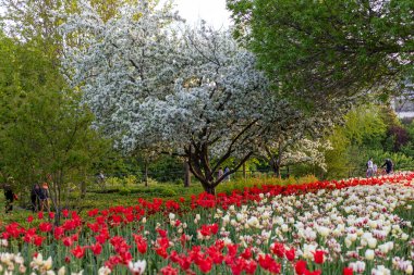 Ottawa, Kanada - 16 Mayıs 2024: İlkbaharda lale festivali. Şehir merkezindeki parkta çiçekler ve çiçek açan ağaçlarla yürüyen insanlar..