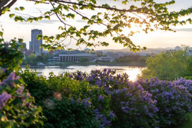 Baharda gün batımında çiçek açan leylaklarla park et. Kanada Quebec 'te Ottawa Nehri ve Gatineau şehir manzarası.