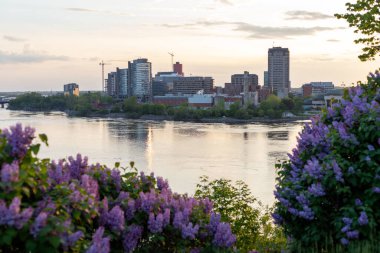 Ottawa Nehri ve Kanada 'nın Quebec kentindeki Gatineau şehri. Baharda gün batımında çiçek açan leylaklarla park et..