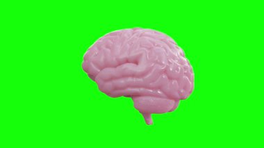 Yeşil ekran krom anahtar arka planı, bilim ve anatomi kavramını izole ederek pembe beyni döndür. 4K çözünürlüğü. Kusursuz döngü.