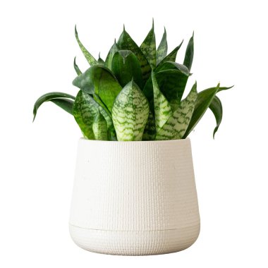 Plastik kaptaki yılan fabrikası beyaz arka plan kırpma yolunda izole edilmiş. Boş beyaz duvar ve kopyalama alanı. Sansevieria trifasciata yeşili hava temizleme tesisini kapalı alanda minimum tasarım bırakır.