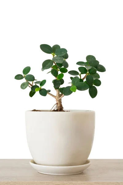 Ficus Microcarpa Green Island, Banyan tree (Moraceae) or ficus annulata small plant green leaf grown in ceramic pots isolated on white background. Ornamental plants. Lucky tree.